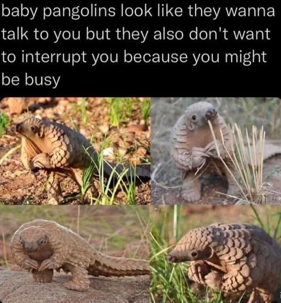 Baby pangolins looking like they’re afraid to bother you