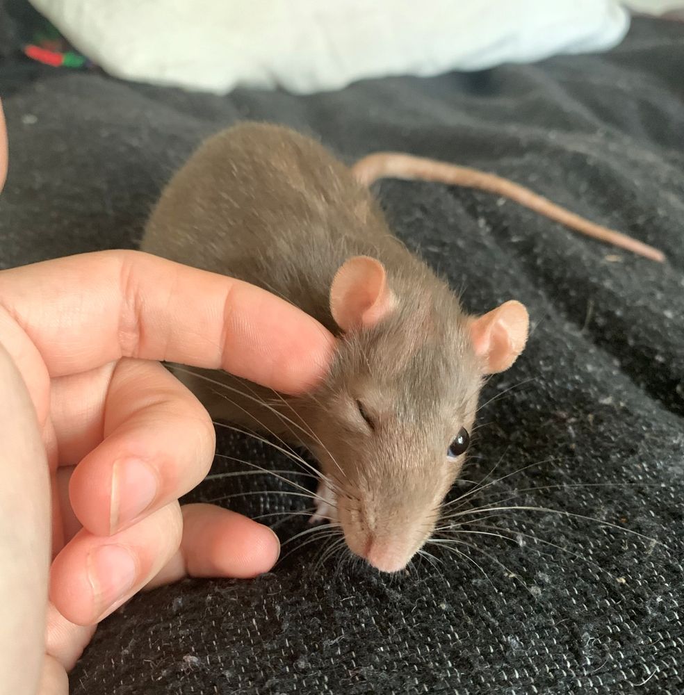 egg the rat winking