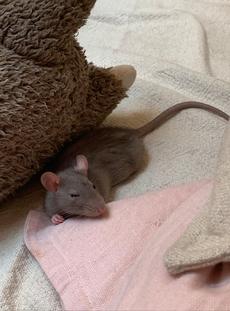 the rat sleeps in the shadow of a stuffed sloth