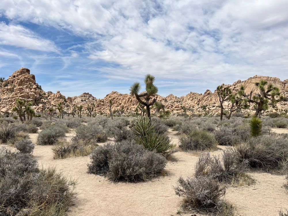 Joshua Tree National Park