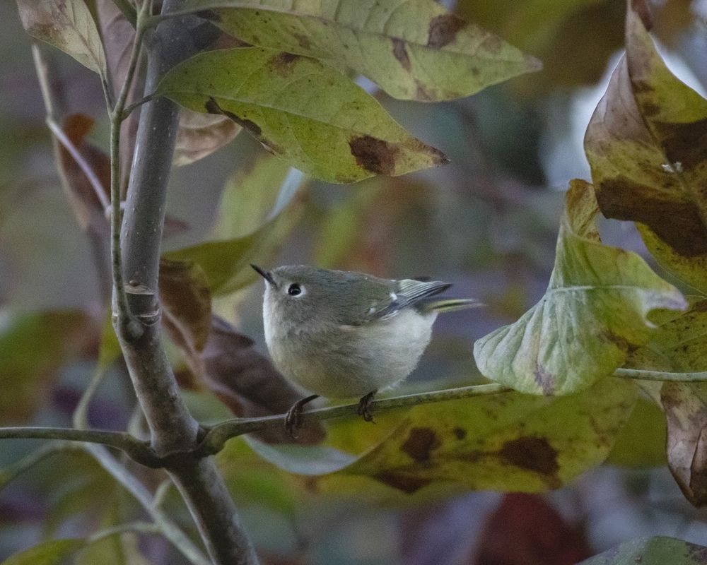 A small greyish bird with a white eyering an a little bit of yellow under it's wing and on it's tale perches on a branch surrounded by pale green leaves with brown splotches. The bird looks a bit like a bean the way it is perched.