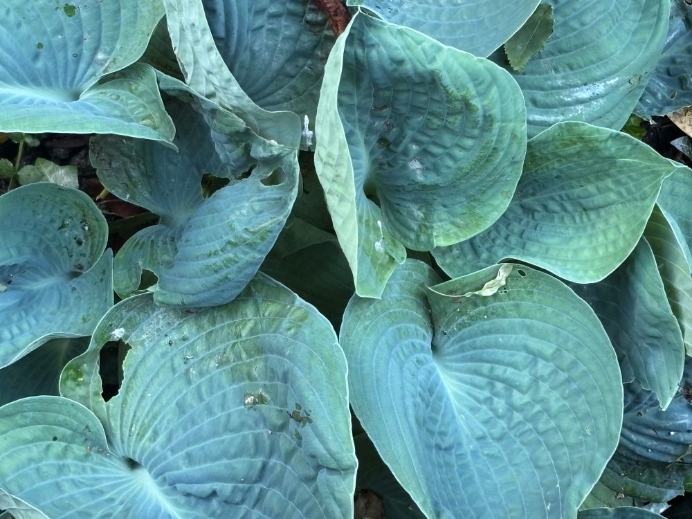Blue-green Hosta leaves