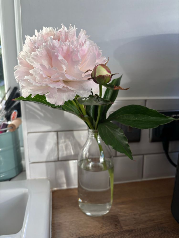 Peony flower in milk bottle 