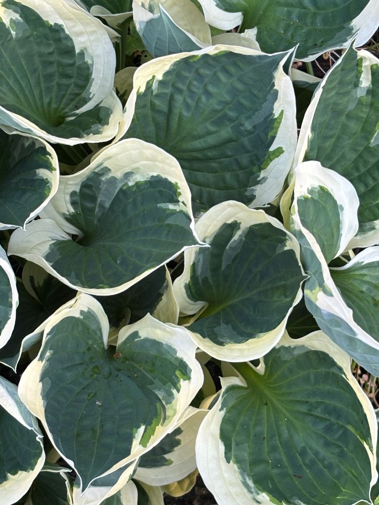 Variegated Hosta leaves