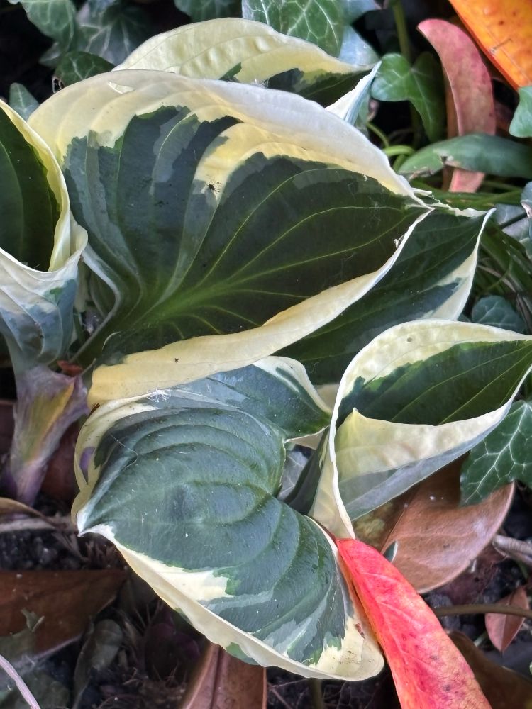 Variegated Hosta
