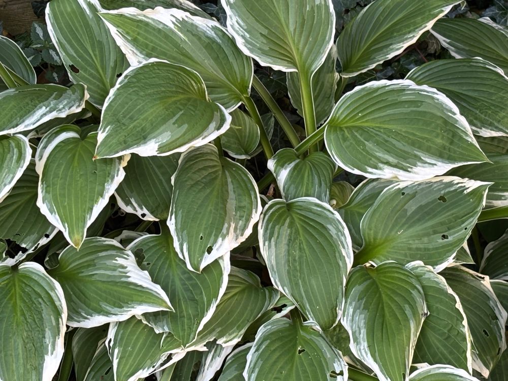 Light green variegated Hosta leaves