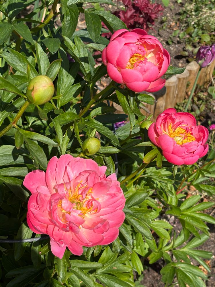 Peonies in flower 