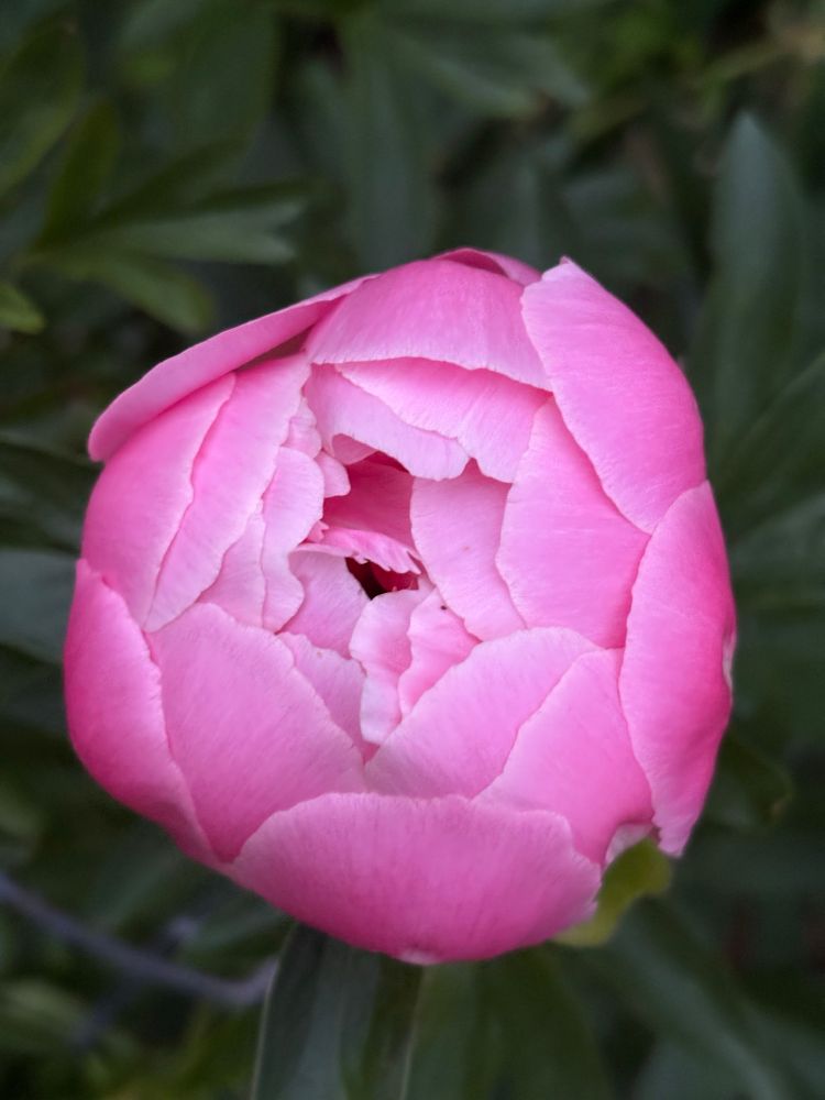 Pink peony