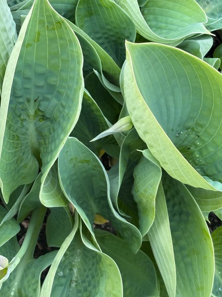 Praying hands Hosta leaves 