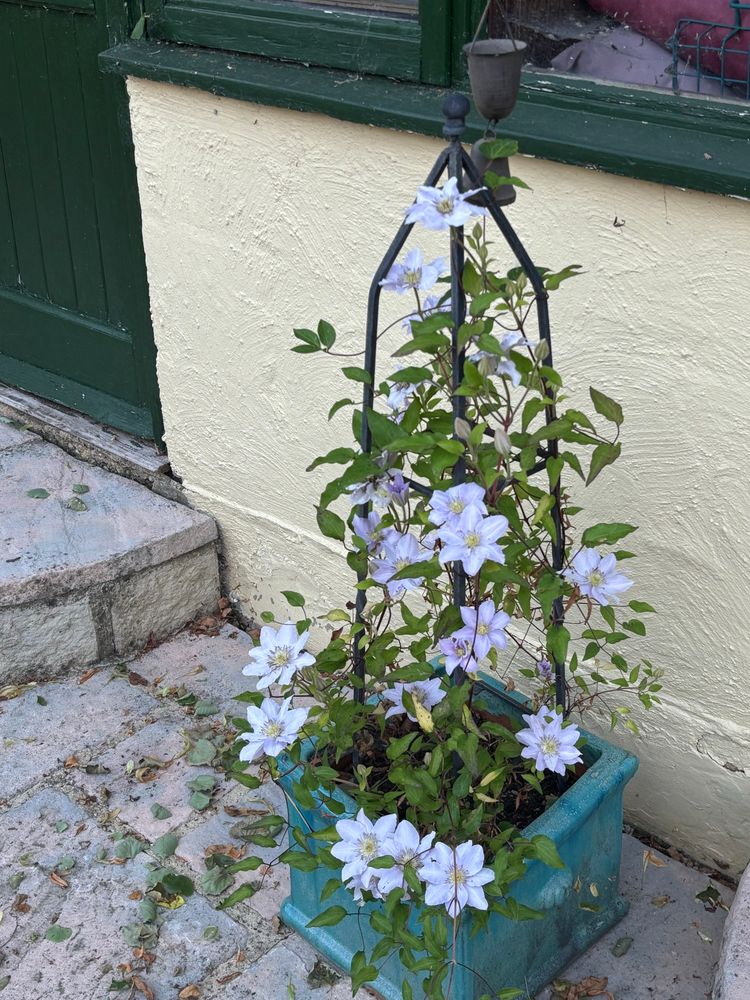Miniature clematis 
