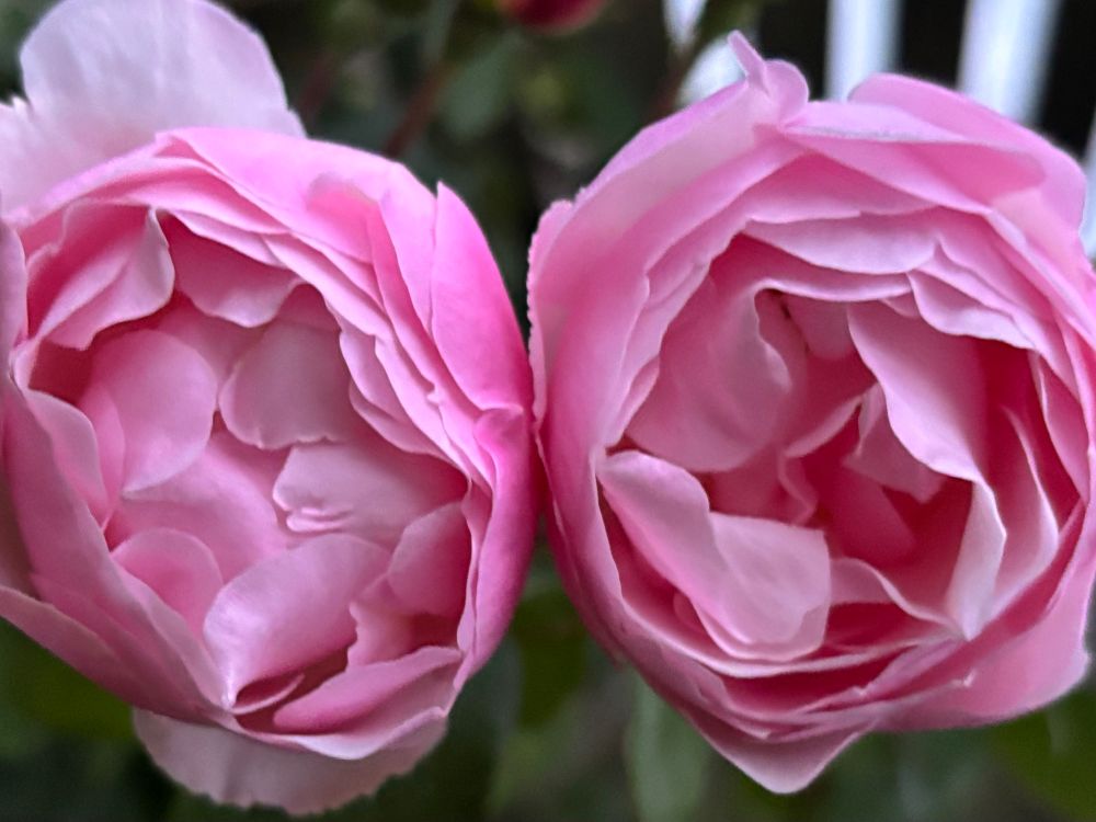 Two roses
