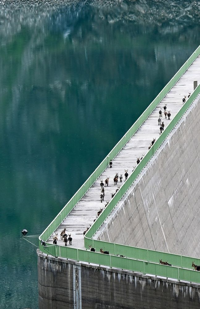 Geiten op de stuwdam van de Arzkarsee, Zuid-Tirol, Italië 