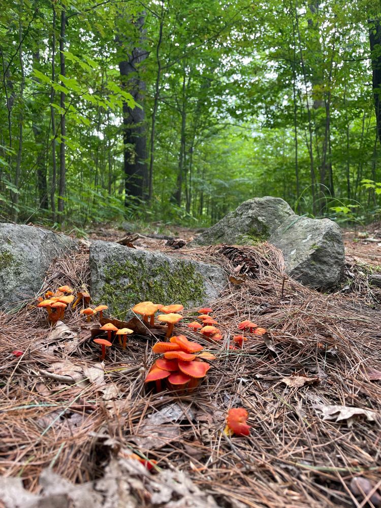 Small clusters of orange mushrooms on a pine needle covered hiking trail; in the background are the green trees of the woods
