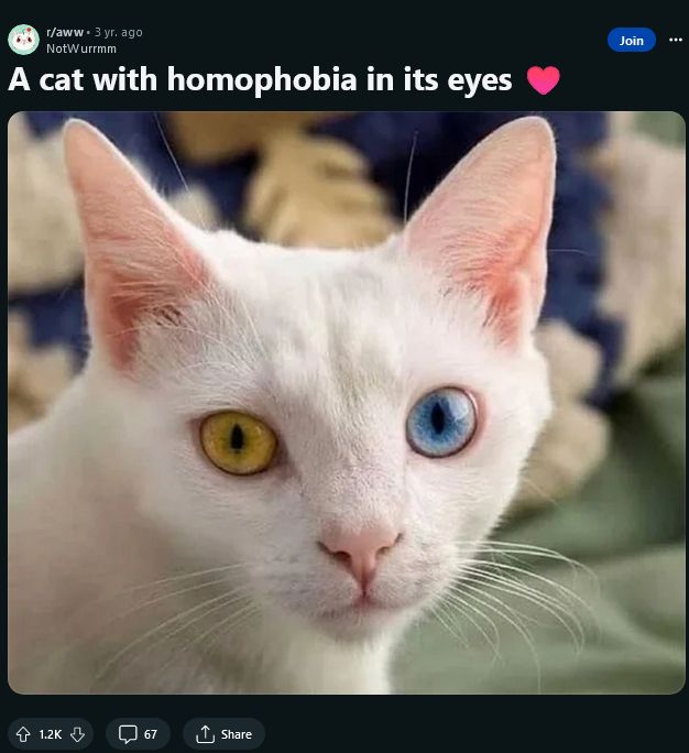r/aww | 3 years ago
NotWurrrm
"A cat with homophobia in its eyes ❤️"