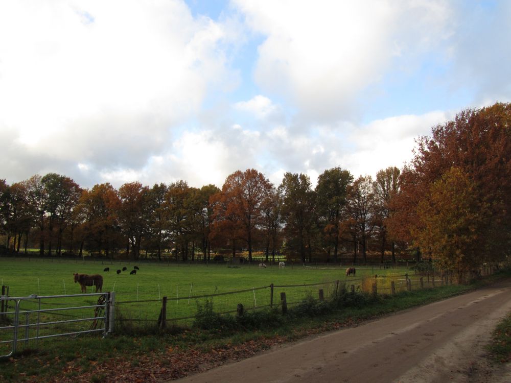 Horses, sheep and cows on a meadow surrounded by trees with orange-golden leaves. Lunteren, Netherlands, November 2018.
