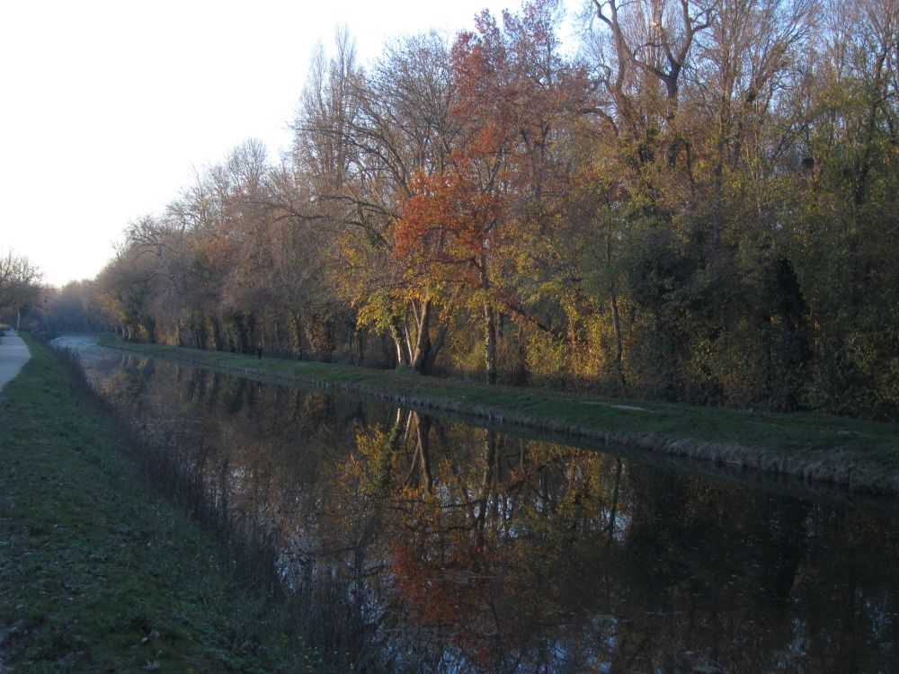 Trees with red and golden leaves reflecting in Canal d'Orléans. November 2020.