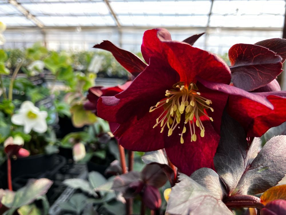 クリスマスローズ