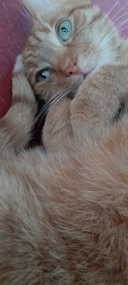 Cutest possible orange tomcat with his pawsies tucked up underneath his chin and his tail across his head, hiding one ear.