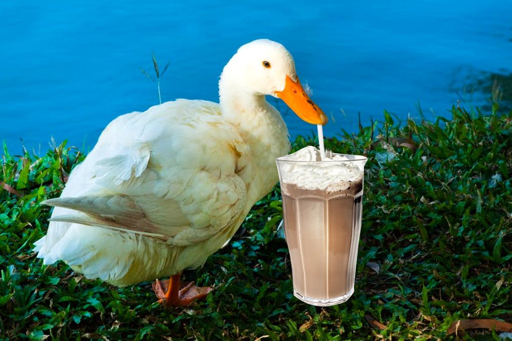 cute little duck drinking a milkshake