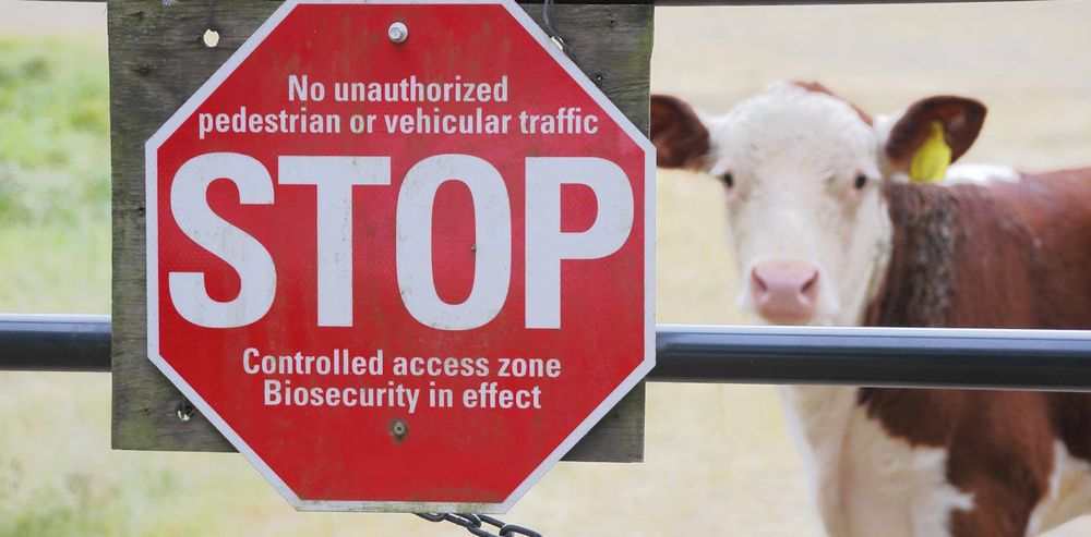 Australian livestock farmers see foot-and-mouth disease as an existential threat. A new vaccine offers hope – but not a silver bullet.
