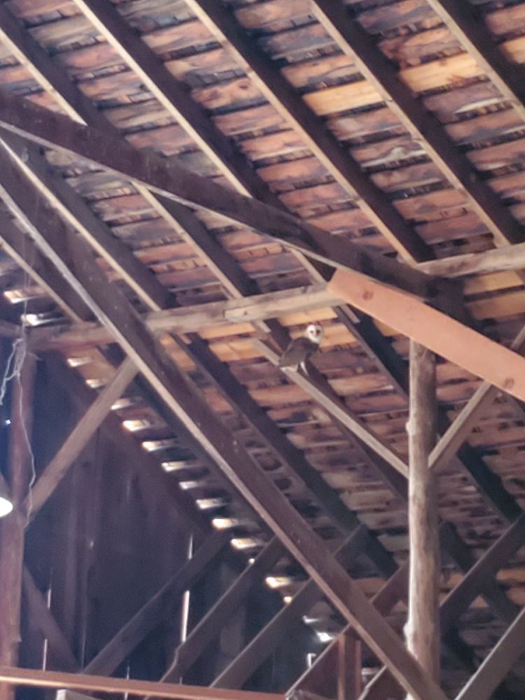 Interior if a wooden barn with a white and brown barn Owl on a post. 