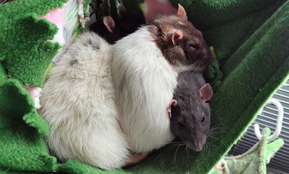 Three pet rats sleeping snuggled together in a corner hammock in their cage. One is lying on top of one of the others, whose head can be seen peeking out.