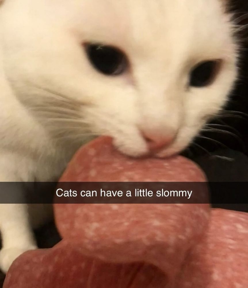 a photograph of a cat holding a piece of salami in its mouth, captioned "Cats can have a little slommy"