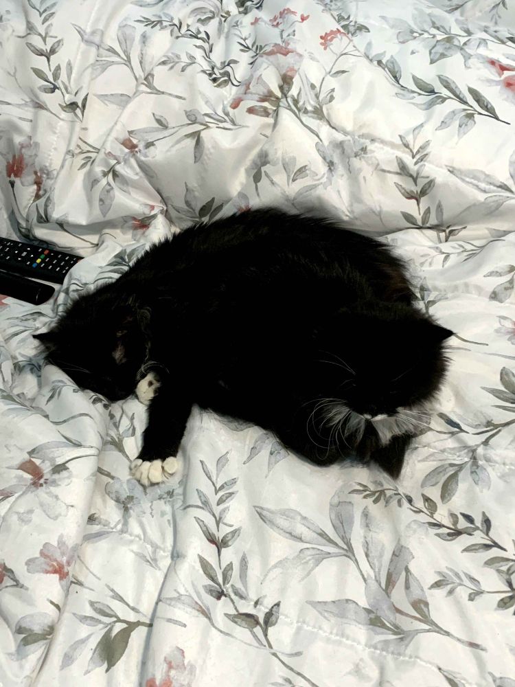 my two tuxedo cats loki and thor laying next to each other, looks like a cat ouroboros