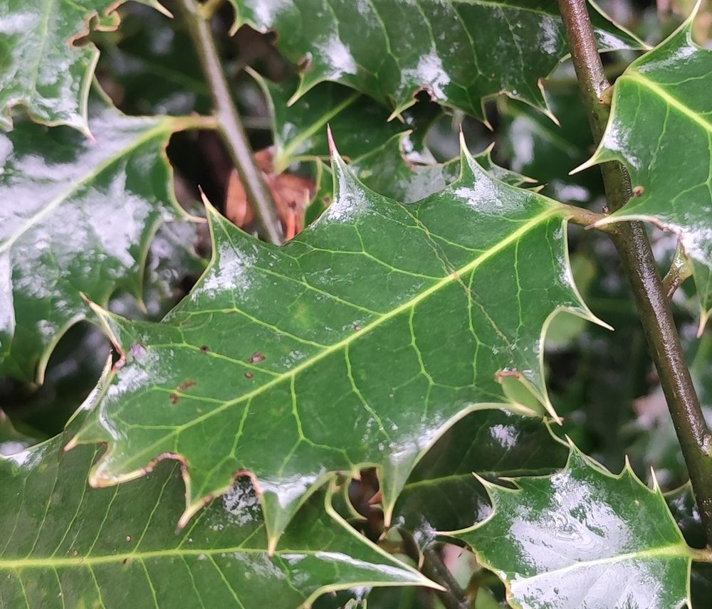 Hoja puntiaguda de acebo
