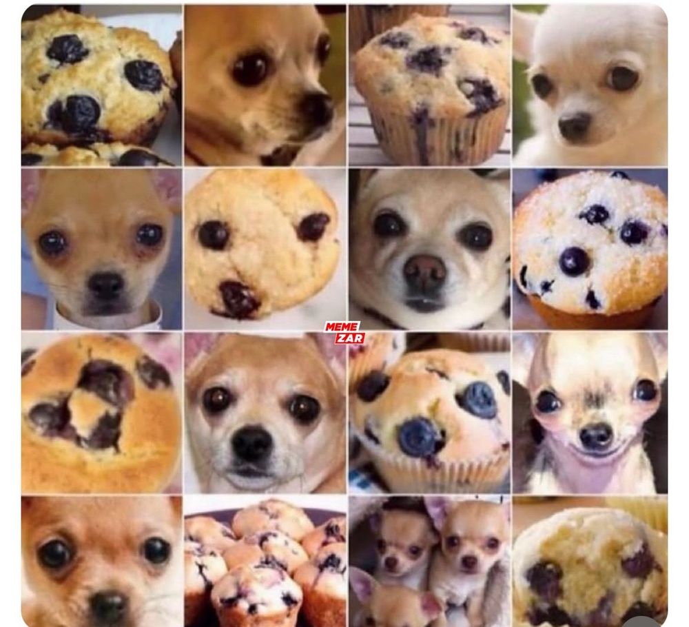 A series of photos, some of which are chihuahuas and some are blueberry muffins. At a glance, they all look the same.