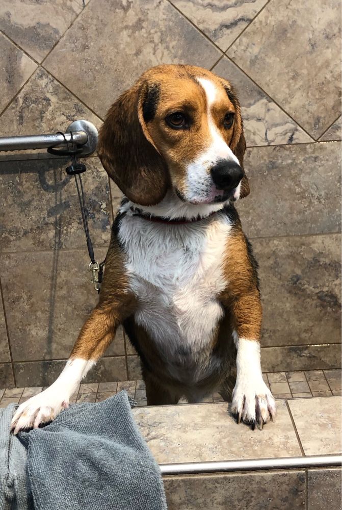 Same beagle - clean, shiny and most unhappy.
