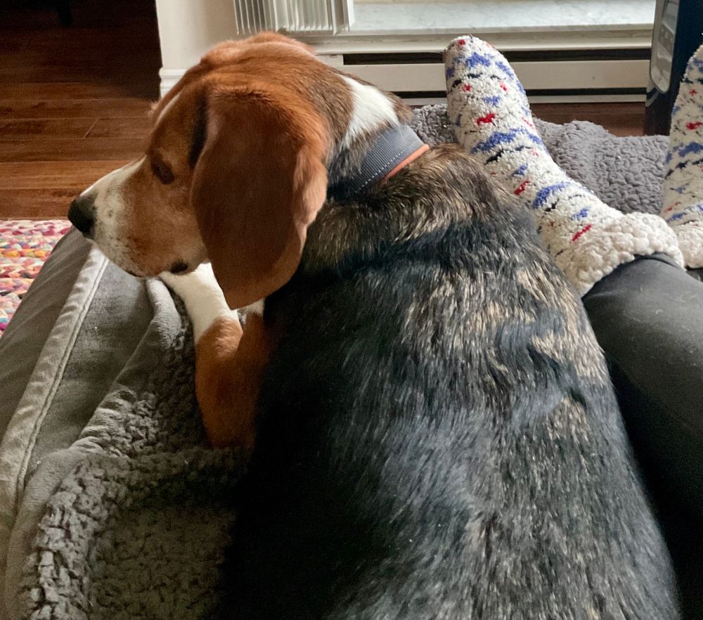 A black brown and white beagle laying alongside his Hooman, with his head up looking to the left 