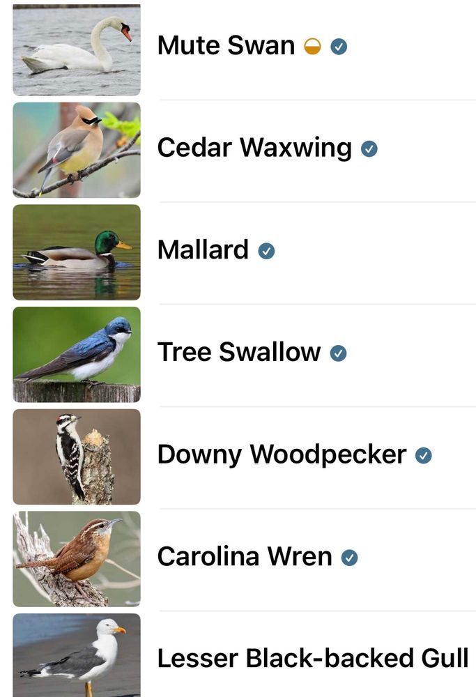 Mute Swan
 Cedar Waxwing 
 Mallard 
 Tree Swallow 
 Downy Woodpecker 
 Carolina Wren 
 Lesser Black-backed Gull