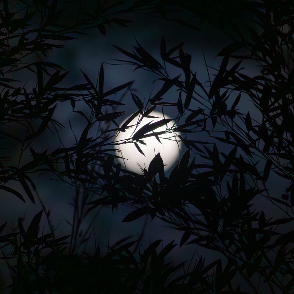 Foto colorida da lua cheia de ontem. No primeiro plano, a silhueta de folhas de bambu. No fundo desfocado, a lua cheia no centro da imagem flutuando em um céu azulado e parcialmente nublado.