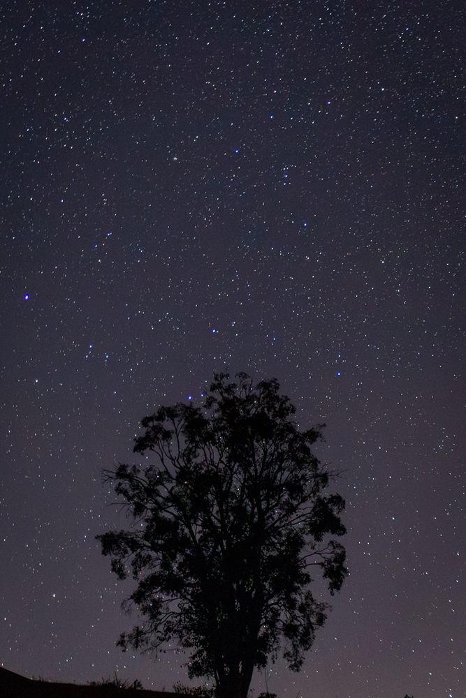 Foto colorida do céu noturno estrelado com a silhueta de uma árvore no centro, na parte inferior da imagem.