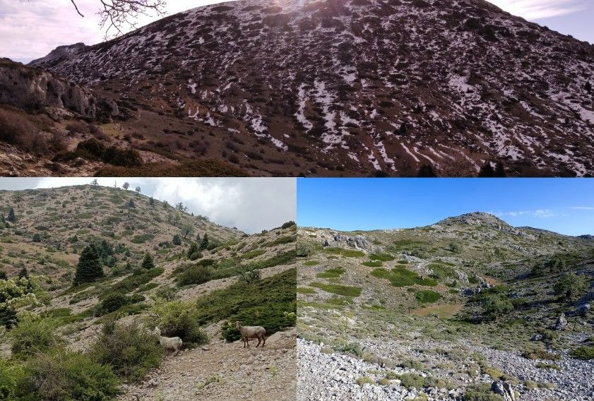 Un artículo en nuestra revista ‘Pirineos’, analiza las relaciones eco-geomorfológicas y edáficas a lo largo de un transecto en un sector de alta #montaña del Parque Nacional Sierra de las Nieves, en #Malaga.
🔎Aquí lo puedes leer: https://pirineos.revistas.csic.es/index.php/pirineos

Se muestran varias fotos del parque, realizadas por Juan F. Martínez-Murillo