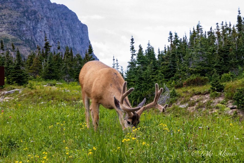 A mule deer with soft, velvet-covered antlers grazes on yellow wildflowers in a grassy mountain meadow. Behind it, dense evergreens rise toward a dramatic rocky cliff face under a partly cloudy sky in Glacier National Park