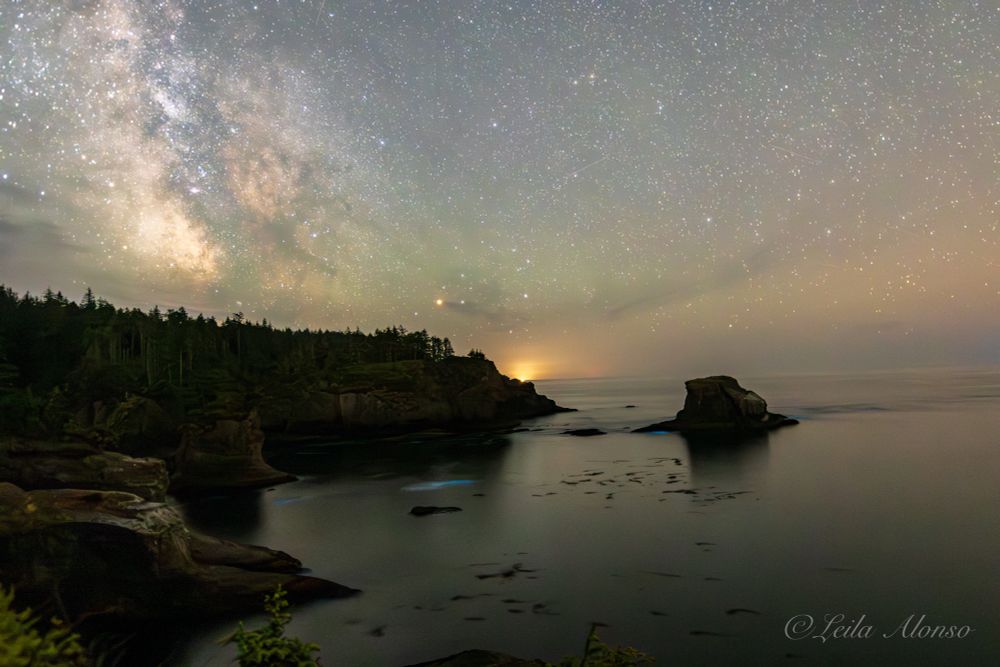 A long-exposure nighttime photo of a rugged coastal cliffside under a star-filled sky. The Milky Way glows brightly on the left, arching above a forest of silhouetted pine trees. The calm ocean reflects faint light and the blue glow of bioluminescence algae, with sea stacks and scattered kelp visible in the water. A soft glow appears near the horizon, and the photo has a peaceful, ethereal quality.