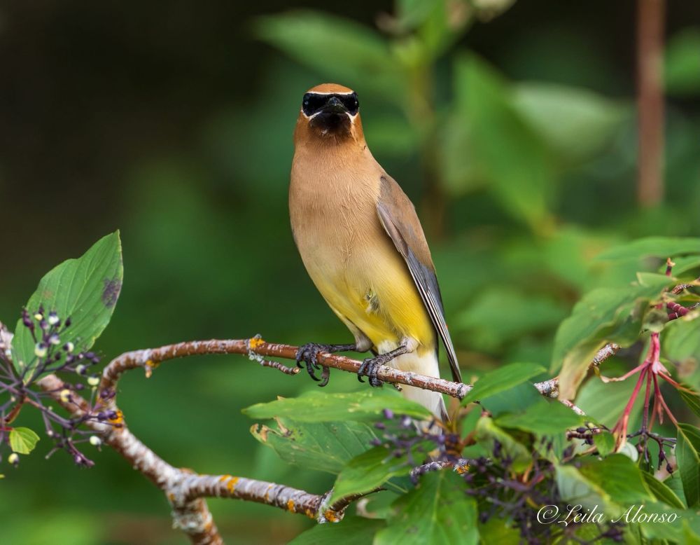 A Cedar Waxwing perched on a thin, lichen-speckled branch with green leaves and clusters of dark purple berries. The bird faces forward, displaying its sleek tan head, black mask-like eye stripe, yellow belly, and soft brown-to-gray wings. The background is blurred green foliage