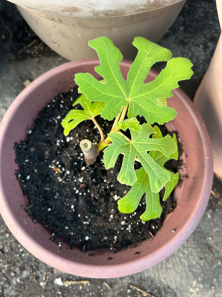 Fig cutting. 🌱 
Successfully propagated. ✅ 
