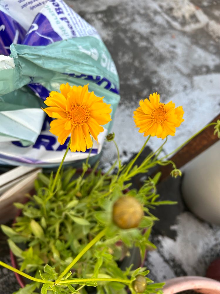Bright yellow Coreopsis flowers in bloom, with delicate, fringed petals and green foliage in a small garden pot.