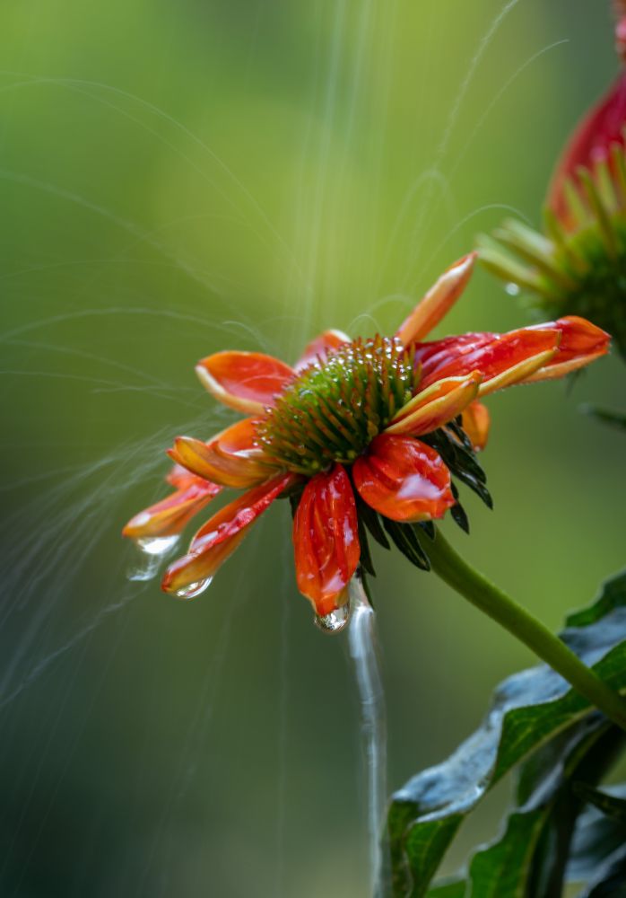 sprinkler water bounces off a red flower in my garden