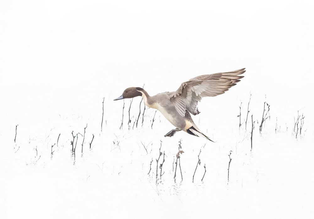 at Llãno Seco Unit of Sacramento River Refuge - a pintail duck is coming in for a landing in sparse reeds