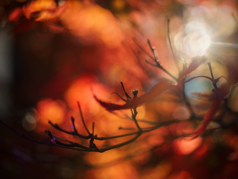 looking up through the red leaves on one of our maple trees, trying to get a starburst (failing, but still liked it) - the bare branchlets are almost black against the red and orange, with just a tiny bit of blue sky showing through
