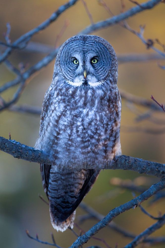 one evening we were walking back to our hotel room in Alaska and saw this beauty on the edge of  the woods - light was fading and the trees were so busy around the owl - but i took a couple of pics anyway.  Turned out beautiful - gold eyes in round striped face, and tiny pink beak on a powerful bird
