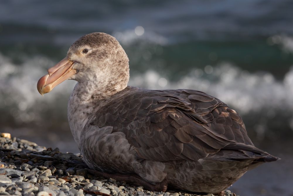 the giant petrel is a large bird - with a 70-80 inch wingspread.  This one's pink bill tip suggests it is a Northern Giant Petrel.  