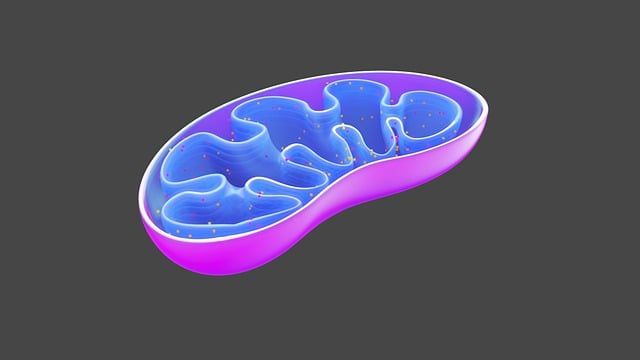 Image of pink Mitochondria with blue intererior. From Pixabay.com.