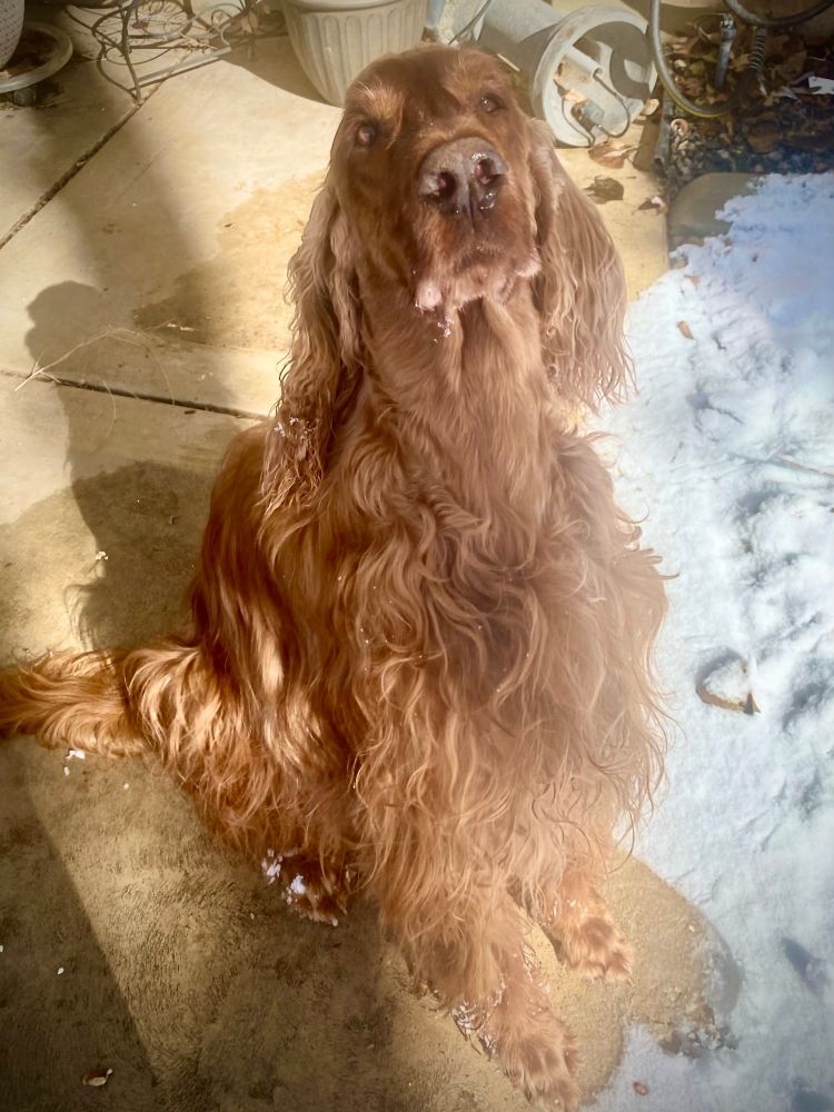Irish Setter sitting very nicely on the patio as I’m feeding the birds.
