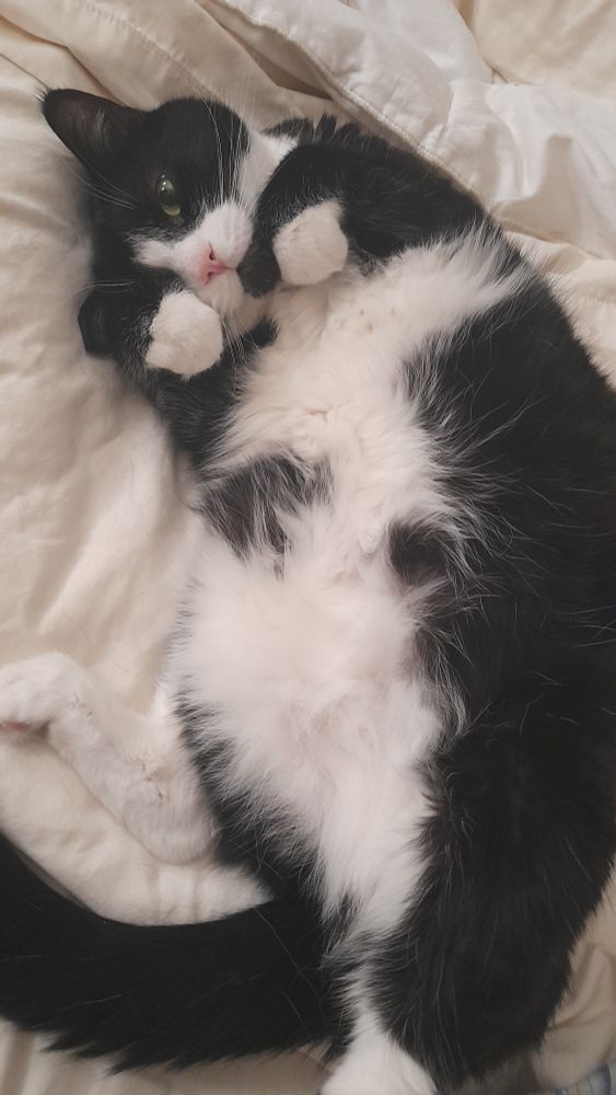 Very furry tuxedo cat lazily laying on a bed. His tummy is fluffy and mostly white. He has adorable white paws. He has a cute pink nose. His head is crooked to left & his eyes beckon for a BOOP.