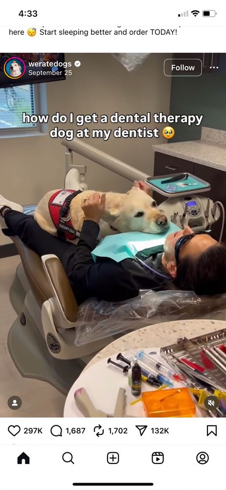 A very good dog who helps patients at the dentist by laying on their stomach if they're anxious. Text reads: How do I get a dental therapy dog at my dentist 